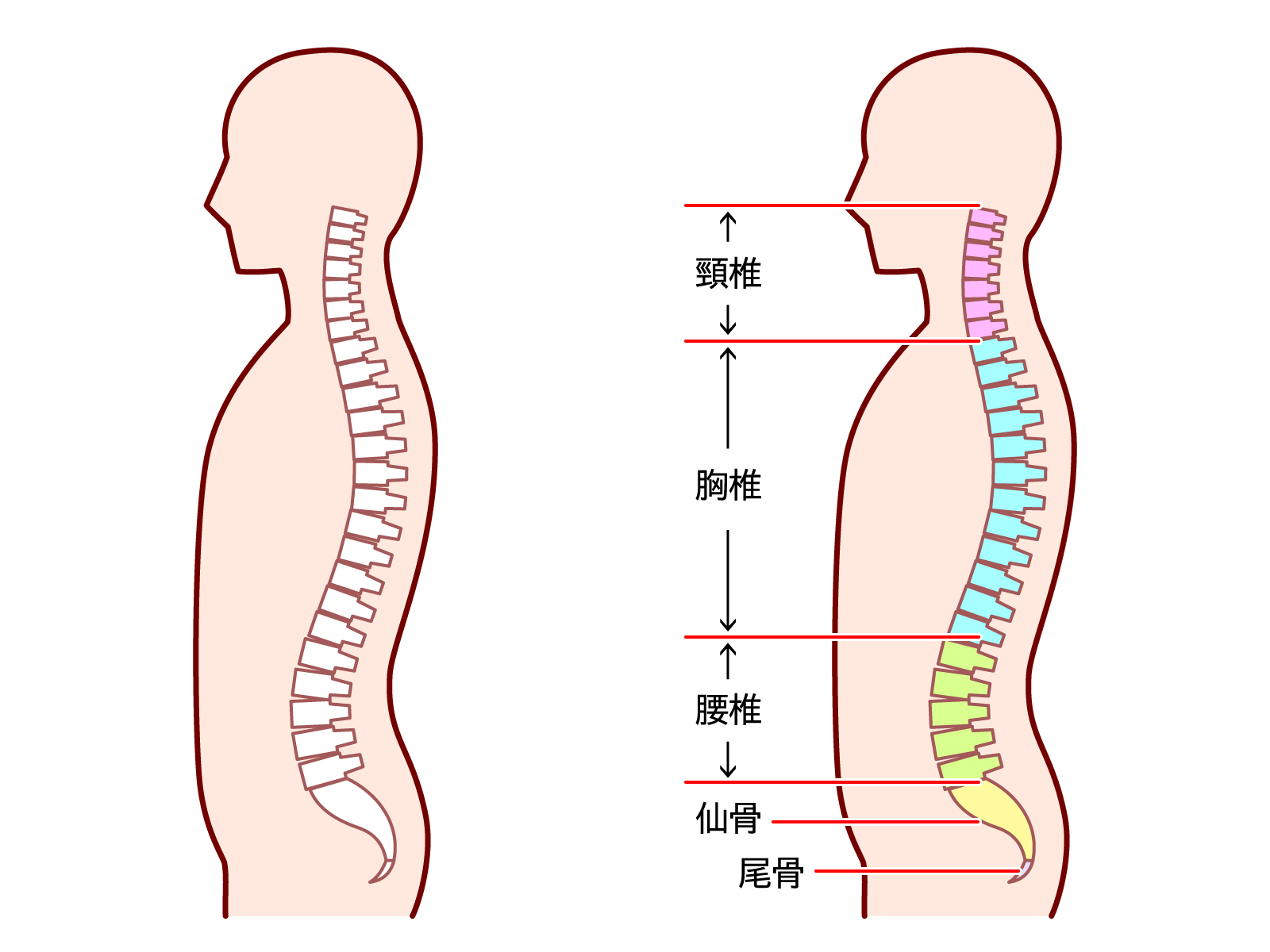 Mechanism and function